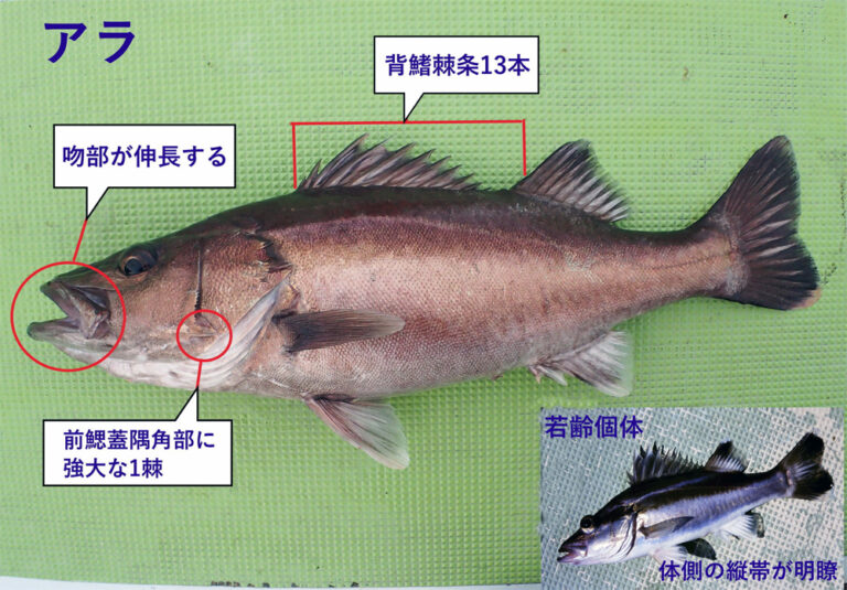 深海研究所 Part 4 アラ | alphatackle