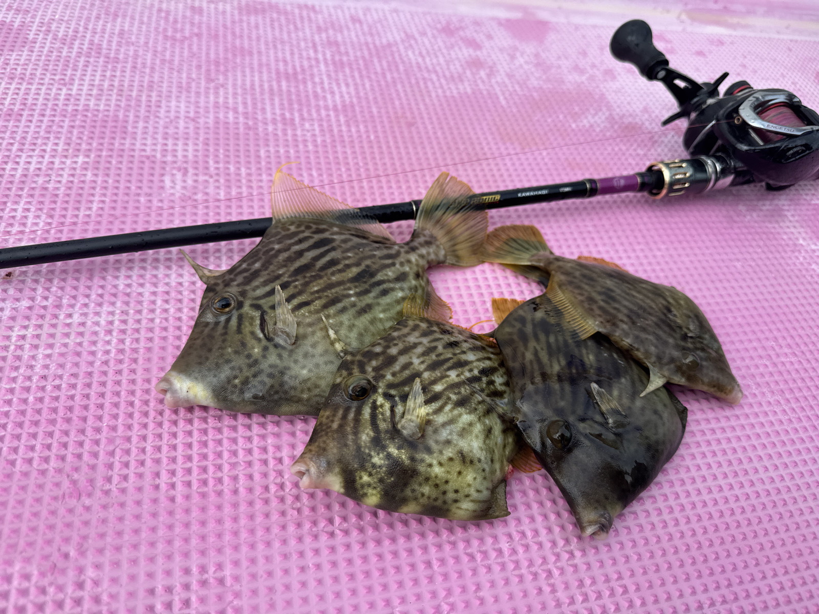 「2025年シーズンは難しい？」東京湾＆相模湾カワハギ釣りをアルファソニックカワハギ173MHで攻略