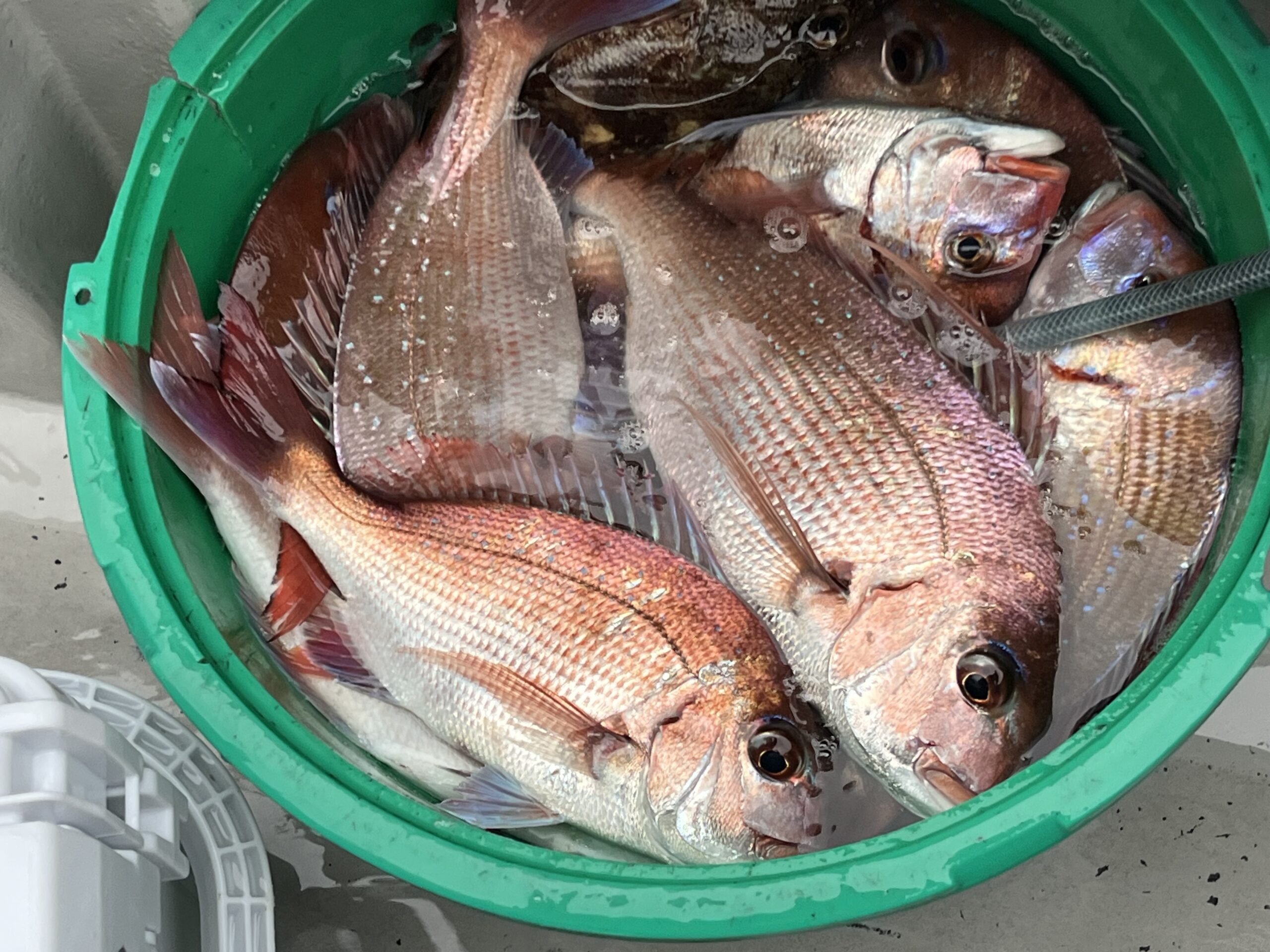 テンヤマダイレポート＠飯岡