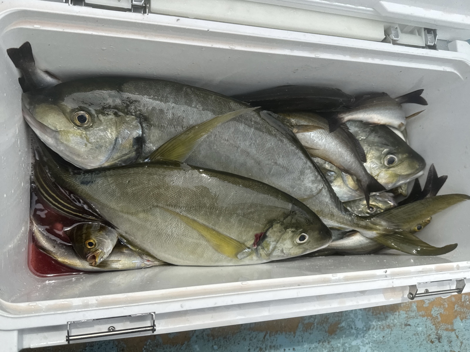 船シマアジ釣り名手のタックル詳細を公開！ターゲットサイズごとに竿の素材3種を使い分け