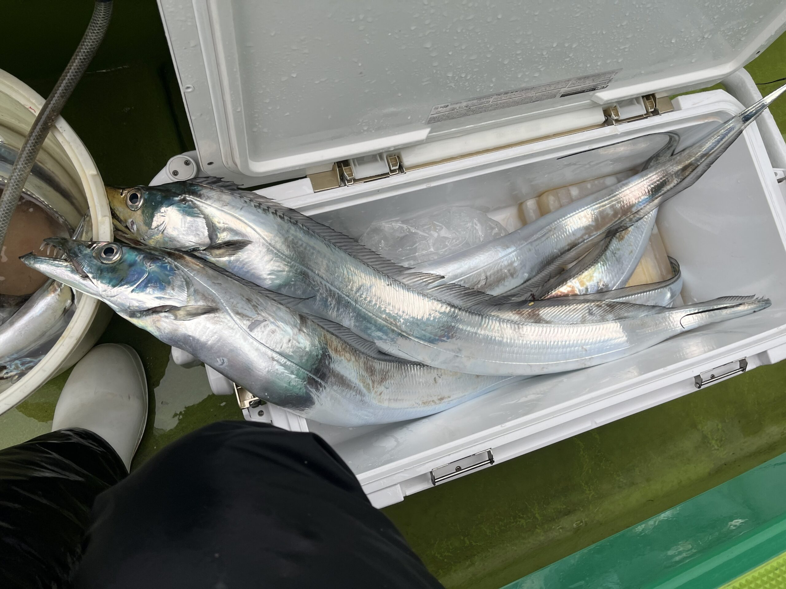 テンヤで攻める東京湾の冬タチウオ！　