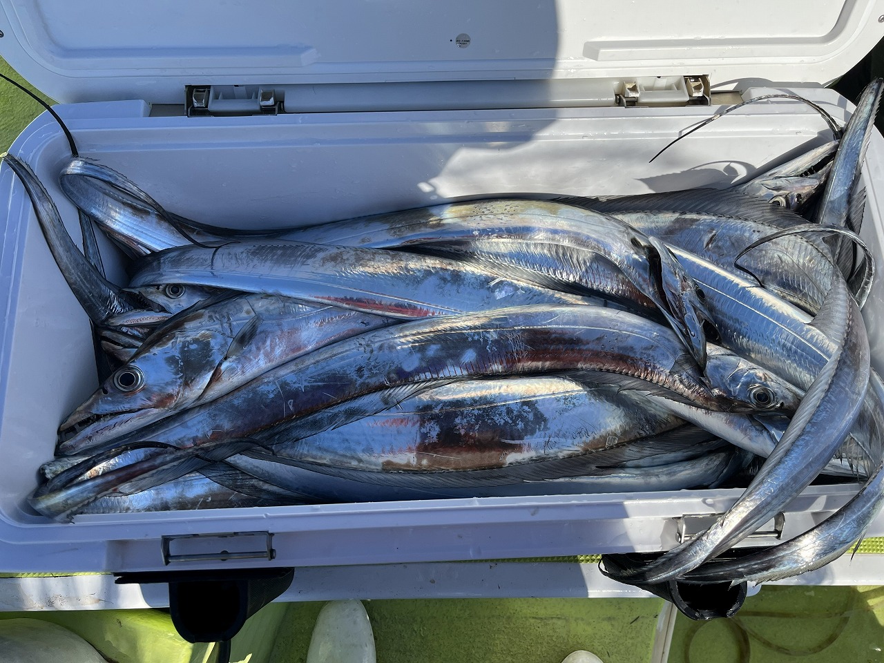 年明けの日立タチウオテンヤ