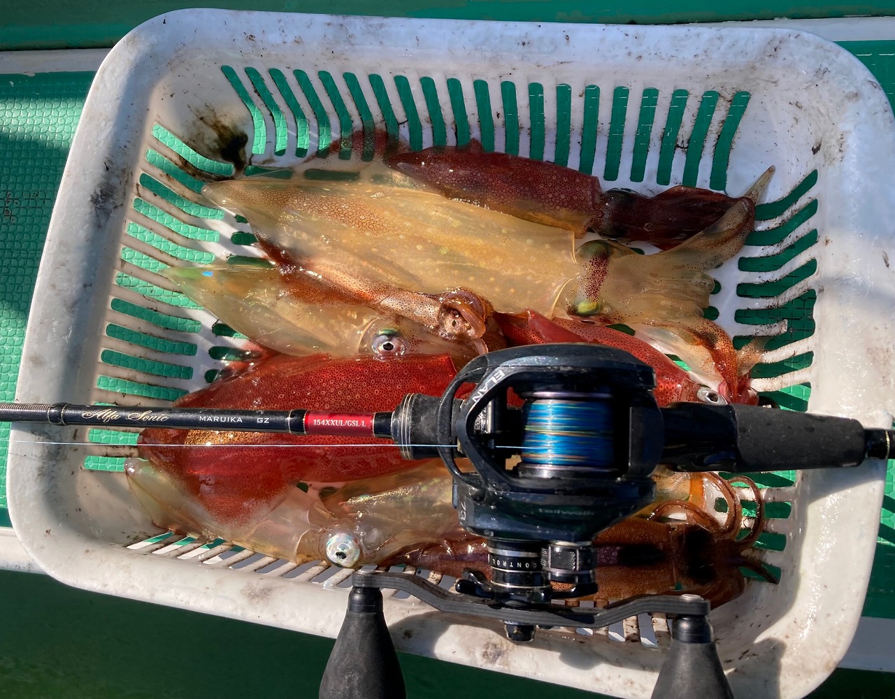 またもマルイカレポートです