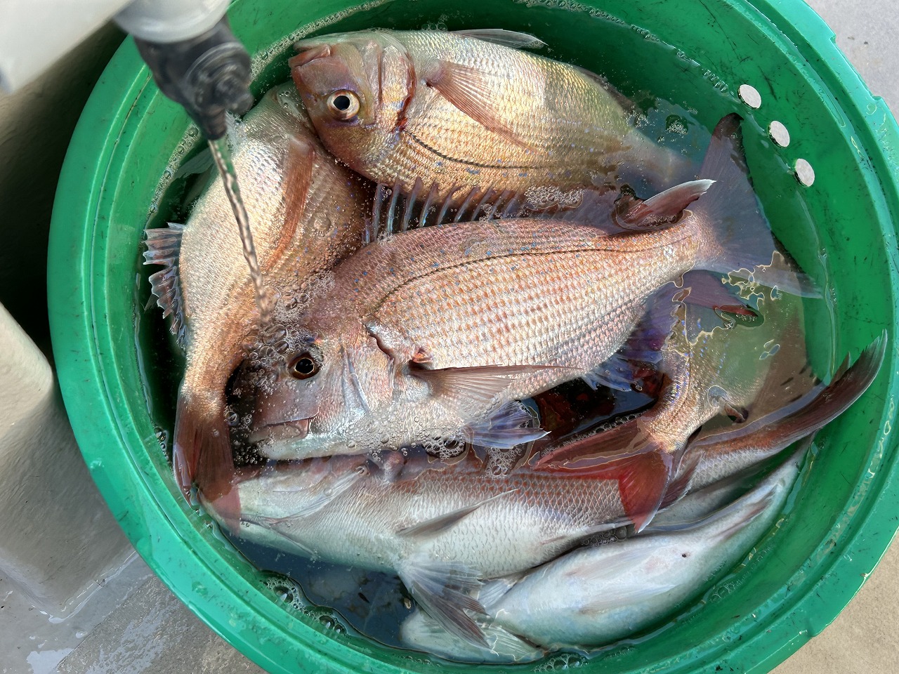 久々の飯岡テンヤレポートです