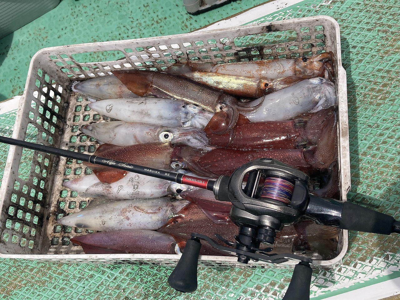 まだまだこれから？　マルイカ師の夏